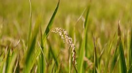 Harga Pembelian Pemerintah Gabah di Petani Naik Jadi Rp6.757 per Kg. (Pixabay.com/manseok_Kim)