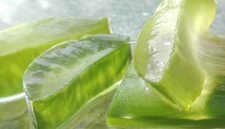 2. Inilah aloe vera, tanaman herbal dengan 75 senyawa aktif yang bermanfaat bagi kesehatan Anda. (Pixabay.com/mozo1901)
