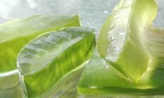 Aloe Vera dan Khasiat Medisnya: Fakta Ilmiah di Balik Popularitas Tanaman Herbal